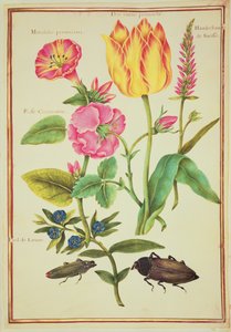 Flower Studies